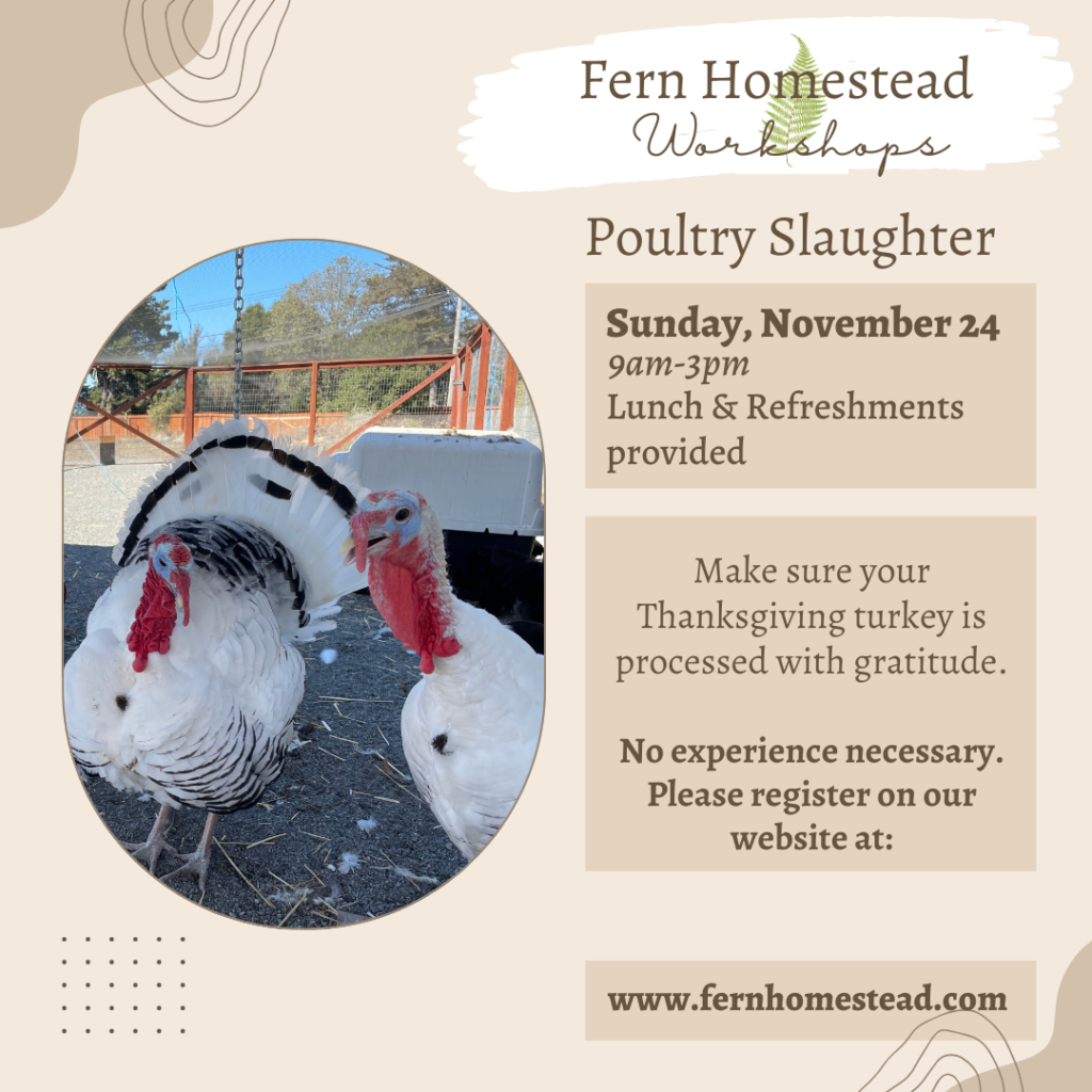 Poultry Slaughter at Fern Homestead